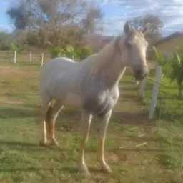 Amigos vaqueiros