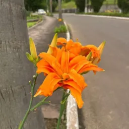 🎶 As Melhores Músicas Tocam Aqui...🎶