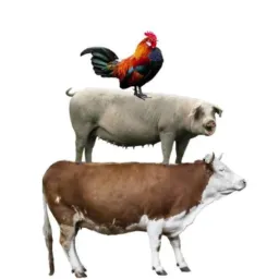 Vendas de galinhas e tudo de agronegócio.