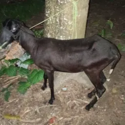 Rifa do carneiro 🐏