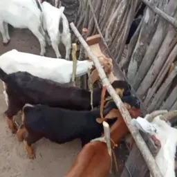 Aguardando os pagamento meu amigo vamos pra cima meu amigo