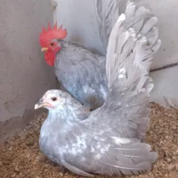 ✅Sorteio de Aves e ovos férteis✅