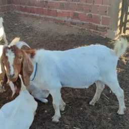 RIFA BENEFICENTE DE UM BODE 🐐