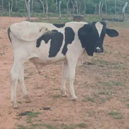 Rifa de um bezerro