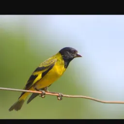 Pássaros pinheirinho sítio cercado