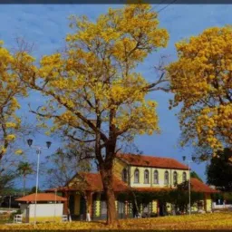🟨vendas guajará - mirim 25