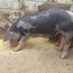 Granja pai mãe e filha