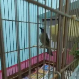 Grupo da rifa do trinca ferro cornetão 🦅