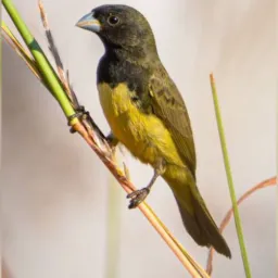 🕹️”Comércio de aves 🐧