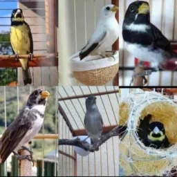 👑🦅🕊️"CRIADORES DE EMBU DAS ARTES, TABOÃO DA SERRA E REGIÃO - ZONA SUL / SP🕊️🦅👑