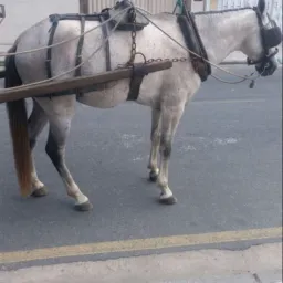 Só breganhista🐎🐂🐃🦌🐔🦜🐦
