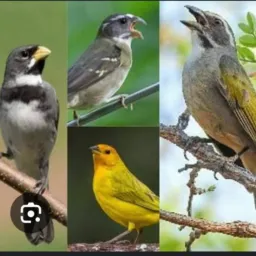 Vamos cortar catira