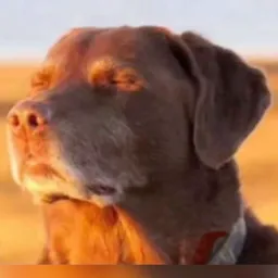 Tchau