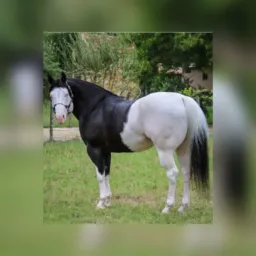 Venda e compra de animais Aparecida de Goiânia e região