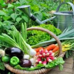 Da nossa horta 🥕🥬🫑🌶🥚🥦🥬 pra sua mesa 🥰 Bauru e região