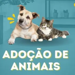 doações de animais na região de Capanema adote um amigo❤️❤️❤️