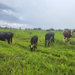 Coisas de Agro, roça, chácara, fazenda sítio etc..🐎🦬🐂🐃🐄🐷🪿🕊🦃🐔🐾