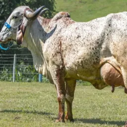RANCHO PECUÁRIA ARIQUEMES