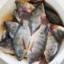 Só peixes 🐟🐟