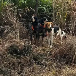 Caçador de javali 💥🐶🐷❤️2025,2026