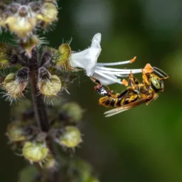 [Asf] Meliponario🐝🌎