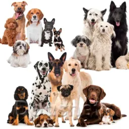 Cães zona leste sp