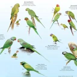 Bahawaplur assil  group 🐓🦜🦚