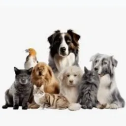 Doações,procurasse, PETS
