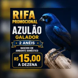 RIFA DE UM AZULÃO GALADOR 2 ANEIS NASCIDO EM AMBIENTE DOMÉSTICO