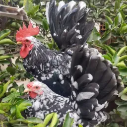 AVES DO  BRASIL