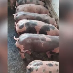 RIFA Granja Deus Proverá🐖🙌🏻