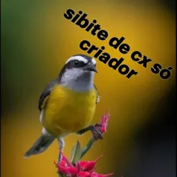 Sibite de cx