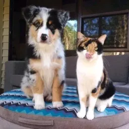 Doação de animais Dom Eliseu 🐱🐶