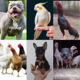 ✨VENDAS BATALHÃO DOS PETS ✨