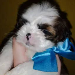TUDO PARA PETS 🛍️🐕🐈