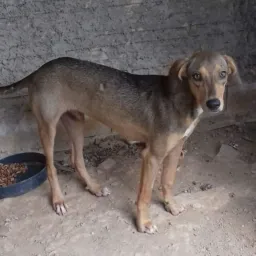 Voluntários por ♥aos 🐾🐶🐱