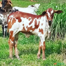 Grupo de Compra e venda e troca 🐕‍🦺🎁🐴🚲🏍️🚙🐓🐄🏡🐦‍⬛