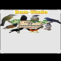Breganha entre amigos de rio bonito tanguá itaborai rolo ou venda pássaros 🐦⬛🐦🐧🤑