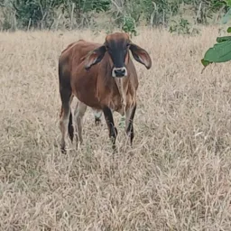 RIFA DE UM LINDO GARROTE PREMIAÇÃO DE LUXO