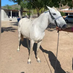 RIFA DE UM CAVALO QM