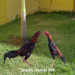 STUDIO ITAMAR -RN
