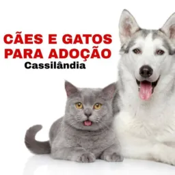 Cães e Gatos para Adoção