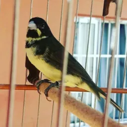 Todas as aves do Brasil Anápolis !!!