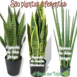 Simpatia e remédios caseiro