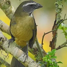 Pássaros barra velha, penha sc Piçarras navegantes e Itajai e região 🦜