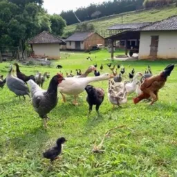 OLX SÓ GALINHAS E ALIMENTOS.