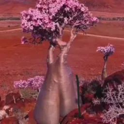 🌸RIFA ROSA DO DESERTO 🌸