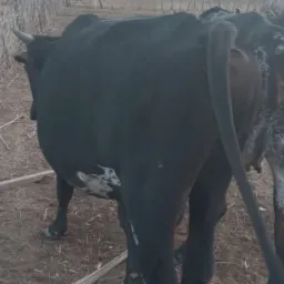 RIFA DE UM TOURO 🐂