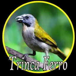 Trinca ferro fibra 🐧🐥
