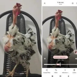 Riifa : Matriz balão Sergipano puro pescoço pelado na cor Splash,sendo homozigoto.